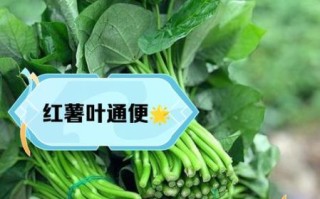 孕妇能吃红薯叶吗_红薯叶对孕妇的好处