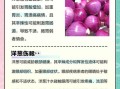 孕妇吃洋葱对胎儿好吗_孕期吃洋葱的注意事项