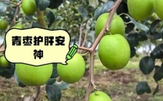 孕妇能吃青枣吗_青枣对胎儿好吗