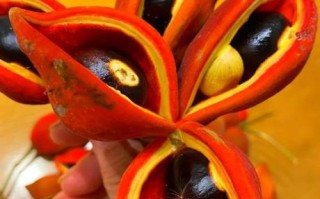 凤眼果孕妇可以吃吗_凤眼果孕期食用禁忌