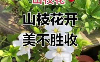 山枝花孕妇可以吃吗_山枝花孕期禁忌