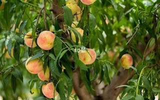 孕妇梦见瓜果是什么意思_孕妇梦见瓜果生男生女