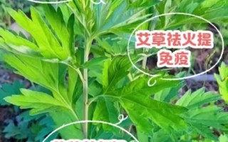 孕妇可以闻艾草吗_艾草对孕妇有影响吗