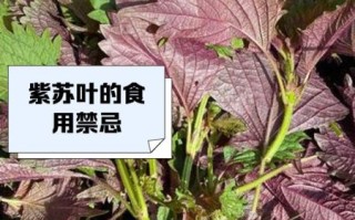 孕妇能吃紫苏吗_紫苏叶对孕妇安全吗