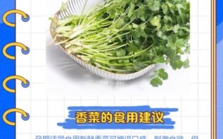 孕妇初期可以吃香菜吗_孕早期吃香菜的注意事项