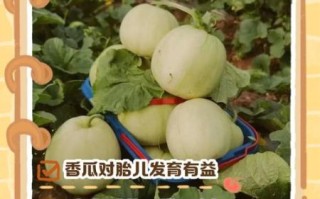 孕妇能吃香瓜吗_香瓜对胎儿有影响吗