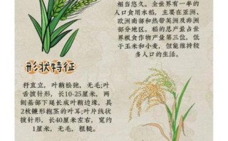 稻作文化起源_稻作文化有哪些特点