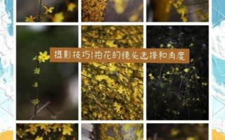 花卉镜头怎么选_微距镜头拍花技巧