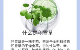 积雪草孕妇可以用吗_积雪草成分安全吗