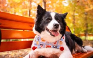 拍宠物用什么镜头_宠物摄影镜头怎么选