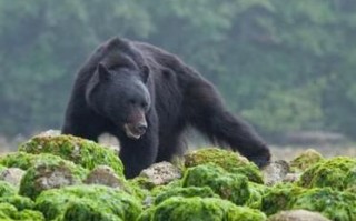孕妇梦见黑熊追自己_是什么意思
