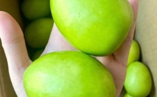 青枣孕妇可以吃吗_青枣孕期吃多少合适