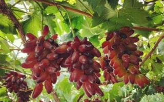 孕妇梦见摘葡萄_胎梦预示生男生女