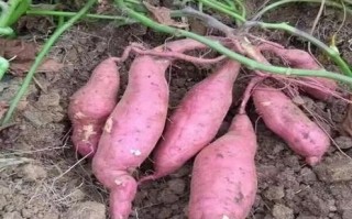 孕妇梦见红薯是什么意思_孕妇梦见红薯生男生女