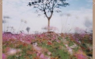 写意镜头怎么拍_如何用手机拍出写意效果