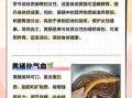 孕妇能吃黄鳝吗_孕期吃黄鳝注意事项