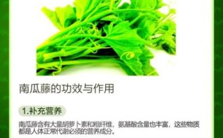 南瓜藤孕妇可以吃吗_孕妇吃南瓜藤注意事项
