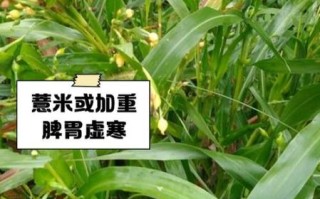 孕妇能吃薏米吗_孕期吃薏米的风险与替代方案