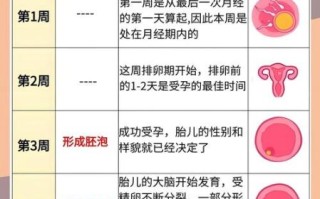 孕妇一共多少周_怀孕周期怎么算