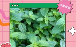 孕妇可以吃薄荷叶子吗_孕早期能吃薄荷吗