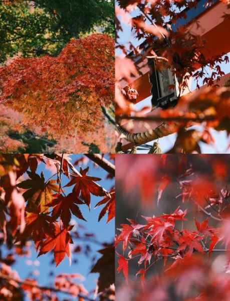 枫叶镜头适合拍什么_枫叶镜头怎么选-第3张图片-星辰妙记