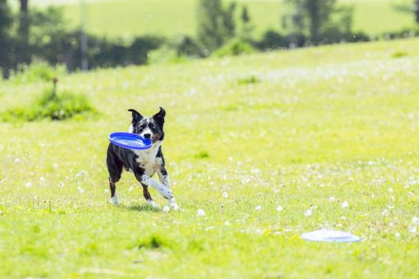 拍狗镜头怎么选_拍狗用什么焦段-第1张图片-星辰妙记