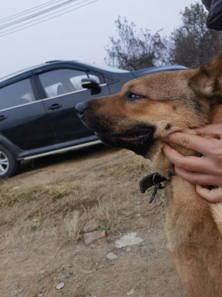 拍狗镜头怎么选_拍狗用什么焦段-第2张图片-星辰妙记