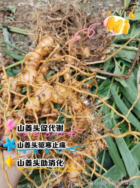 孕妇可以吃山姜头吗_山姜头对孕妇的影响-第1张图片-星辰妙记