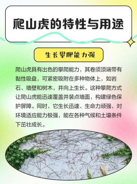 爬山虎怎么写作文_爬山虎的特点有哪些-第3张图片-星辰妙记 爬山虎怎么写作文_爬山虎的特点有哪些-第3张图片-星辰妙记