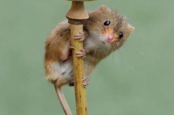 孕妇梦见老鼠是胎梦吗_孕妇梦见老鼠预示什么-第3张图片-星辰妙记 孕妇梦见老鼠是胎梦吗_孕妇梦见老鼠预示什么-第3张图片-星辰妙记