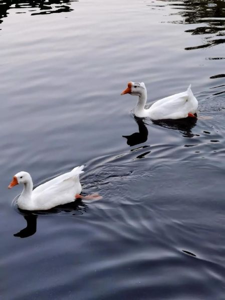 大白免镜头怎么样_大白免镜头适合拍什么-第3张图片-星辰妙记 大白免镜头怎么样_大白免镜头适合拍什么-第3张图片-星辰妙记