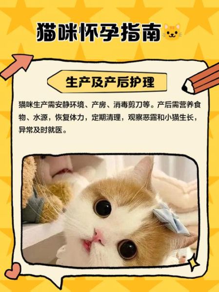 孕妇可以养猫吗_怀孕养猫注意事项-第3张图片-星辰妙记 孕妇可以养猫吗_怀孕养猫注意事项-第3张图片-星辰妙记
