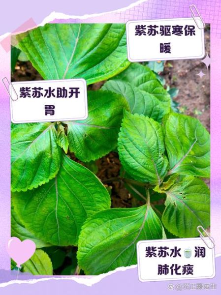 孕妇可以喝紫苏水吗_紫苏水对胎儿有影响吗-第2张图片-星辰妙记