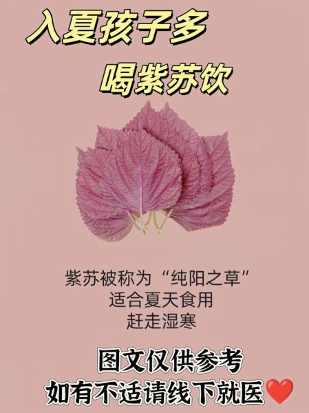 孕妇可以喝紫苏水吗_紫苏水对胎儿有影响吗-第1张图片-星辰妙记