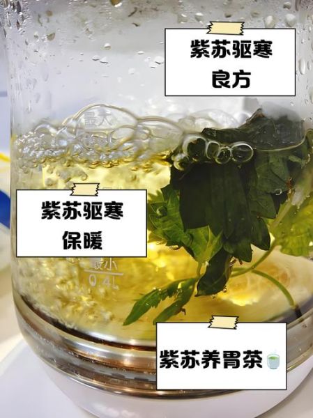 孕妇可以喝紫苏水吗_紫苏水对胎儿有影响吗-第3张图片-星辰妙记