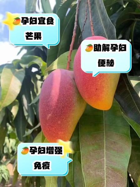 孕妇可以吃芒果吗_孕妇吃芒果对胎儿好吗-第3张图片-星辰妙记 孕妇可以吃芒果吗_孕妇吃芒果对胎儿好吗-第3张图片-星辰妙记