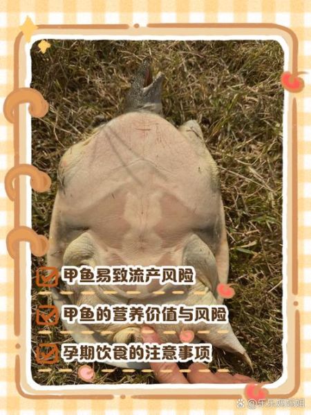 孕妇甲鱼能吃吗_怀孕吃甲鱼安全吗-第2张图片-星辰妙记