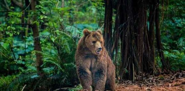 孕妇梦见黑熊追自己_是什么意思-第2张图片-星辰妙记