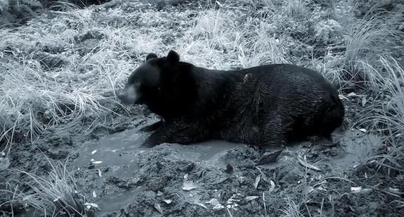 孕妇梦见黑熊追自己_是什么意思-第3张图片-星辰妙记