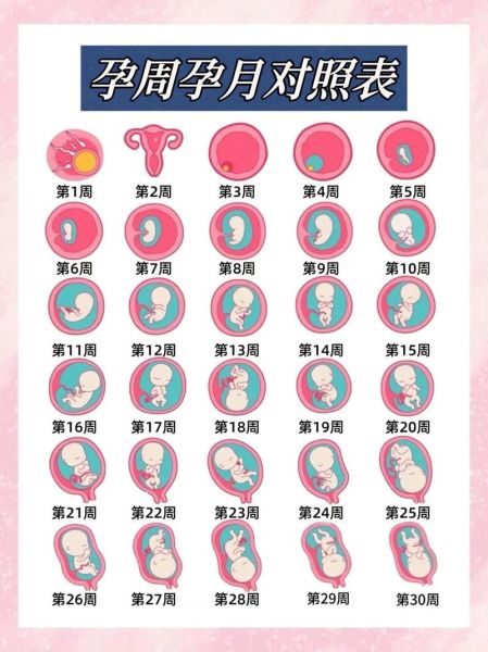 孕妇周期怎么计算_怀孕各阶段注意事项-第1张图片-星辰妙记
