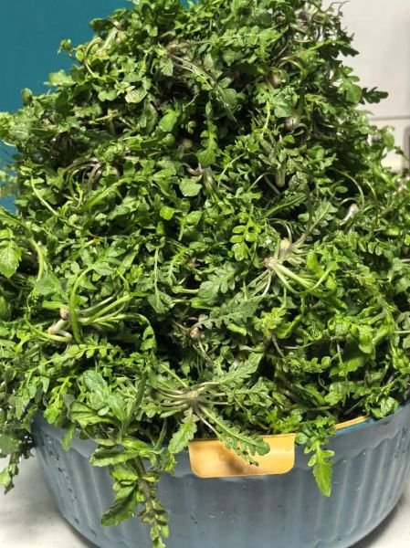 孕妇能吃荠菜饺子吗_荠菜饺子对孕妇安全吗-第2张图片-星辰妙记