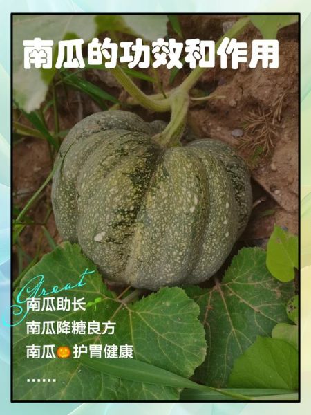孕妇能吃南瓜吗_南瓜对胎儿好吗-第1张图片-星辰妙记 孕妇能吃南瓜吗_南瓜对胎儿好吗-第1张图片-星辰妙记