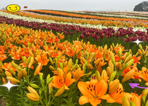 郁金香高地门票多少钱_郁金香高地最佳观赏时间-第2张图片-星辰妙记