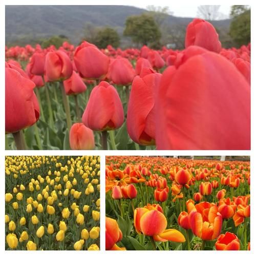 郁金香高地门票多少钱_郁金香高地最佳观赏时间-第3张图片-星辰妙记