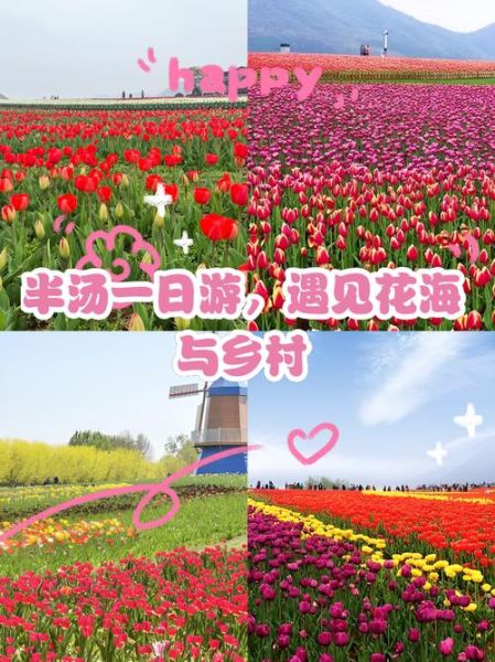 郁金香高地门票多少钱_郁金香高地最佳观赏时间-第1张图片-星辰妙记