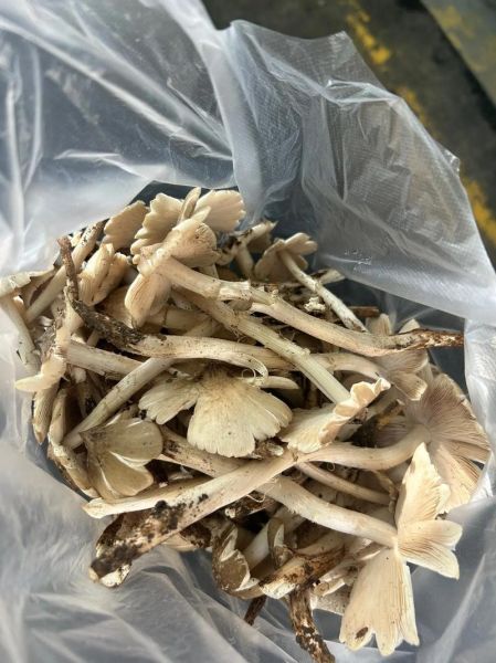 孕妇可以吃鸡纵菌吗_孕期吃鸡纵菌注意事项-第2张图片-星辰妙记