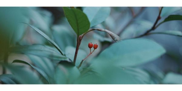 540镜头适合拍什么_540镜头画质怎么样-第3张图片-星辰妙记