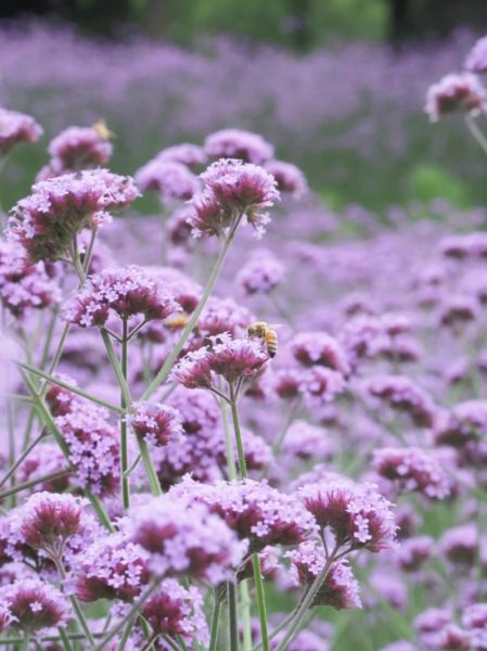 镜头成紫色_怎么解决-第1张图片-星辰妙记