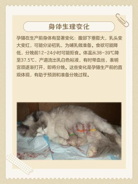 孕妇梦到猫是生男生女_孕妇梦见猫有什么预兆-第1张图片-星辰妙记 孕妇梦到猫是生男生女_孕妇梦见猫有什么预兆-第1张图片-星辰妙记