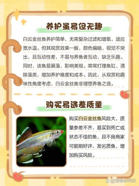 孕妇可以吃金丝鱼吗_金丝鱼孕期营养安全指南-第1张图片-星辰妙记